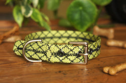 Dog Collar 0095